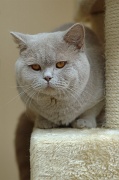 BRITISH SHORTHAIR 003